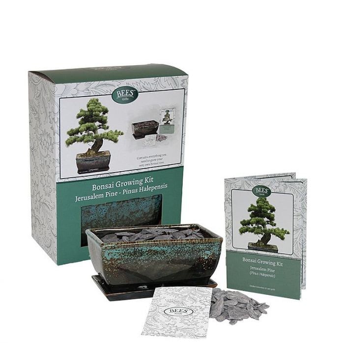 Grow Your Own Bonsai Set, Bonsai Growing Kit, Jerusalem Pine - Pinus Halepensis, Stone Pine, Saucer, Compost, Sachet of Seed, Decorative Blue Slate Chippings & Detailed instruction booklet.