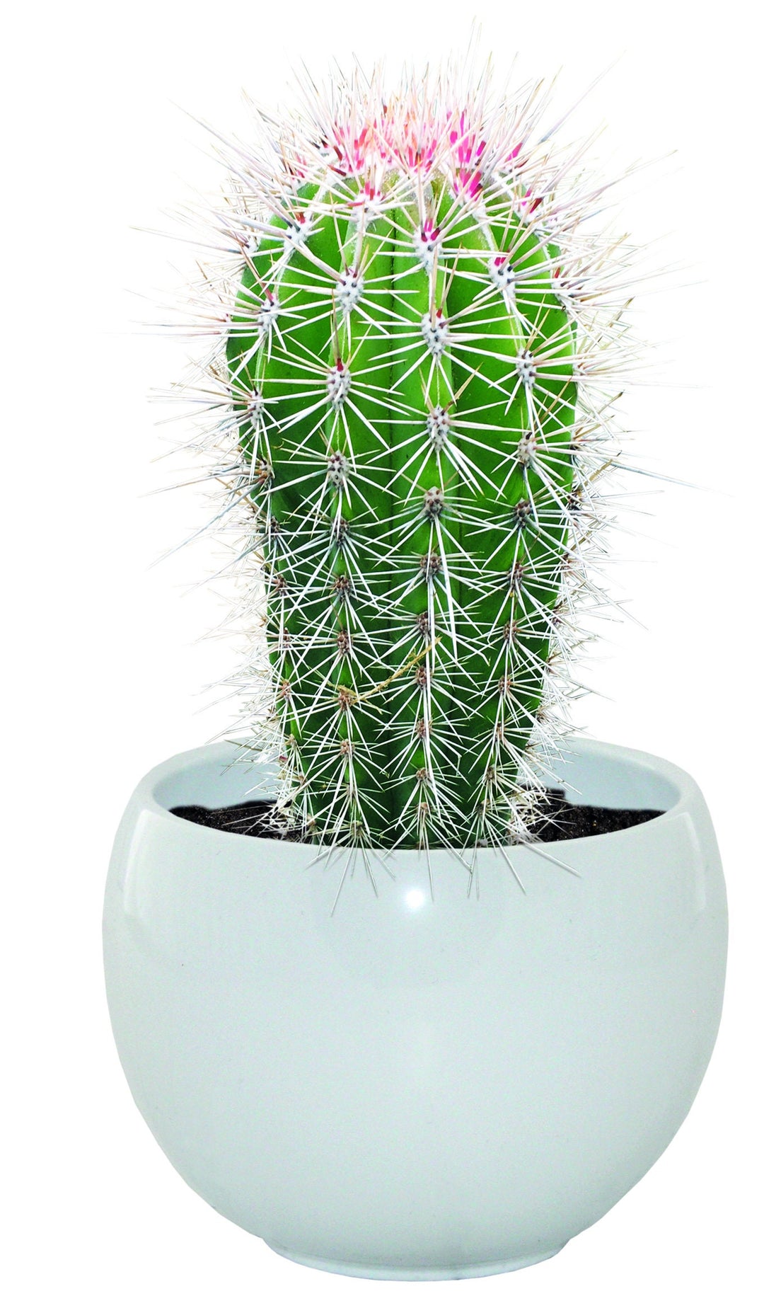 Mexican Giant Cactus Grow Set