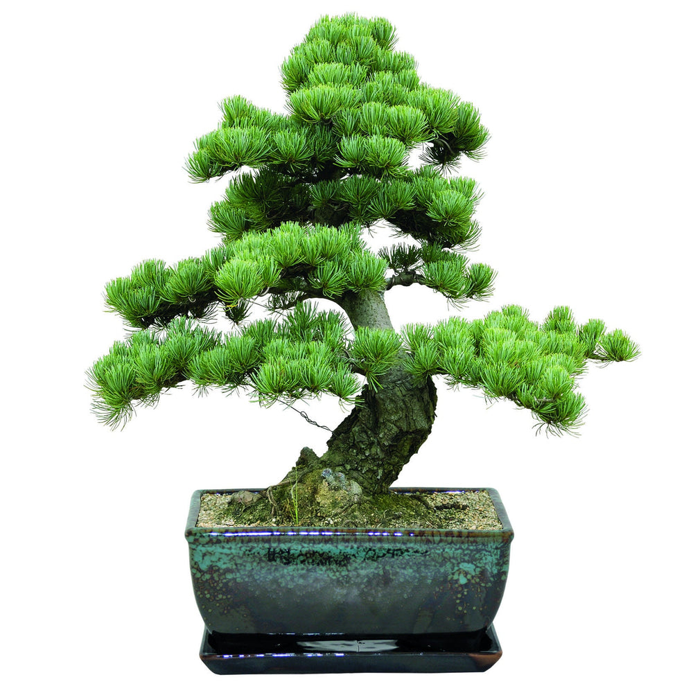 Grow Your Own Bonsai Set, Bonsai Growing Kit, Jerusalem Pine - Pinus Halepensis, Stone Pine, Saucer, Compost, Sachet of Seed, Decorative Blue Slate Chippings & Detailed instruction booklet.