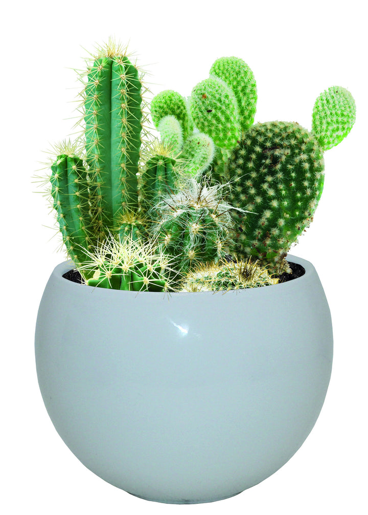 Grow Your Own Cactus Plants Kit