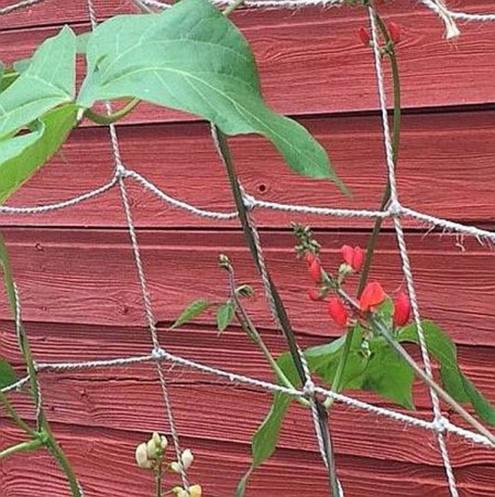 jute netting with beans growing up it next to a shed