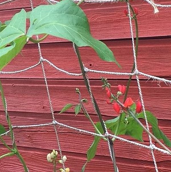 Jute Pea and Bean Netting