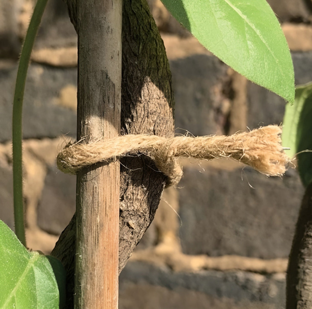 Natural jute twine rope tied around a wooden plant stake outdoors.