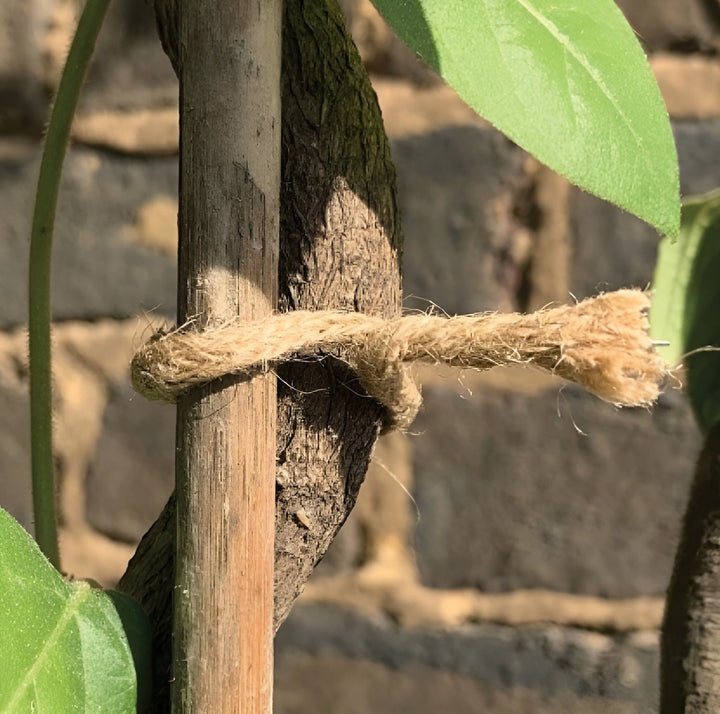 Natural jute twine rope tied around a wooden plant stake outdoors.
