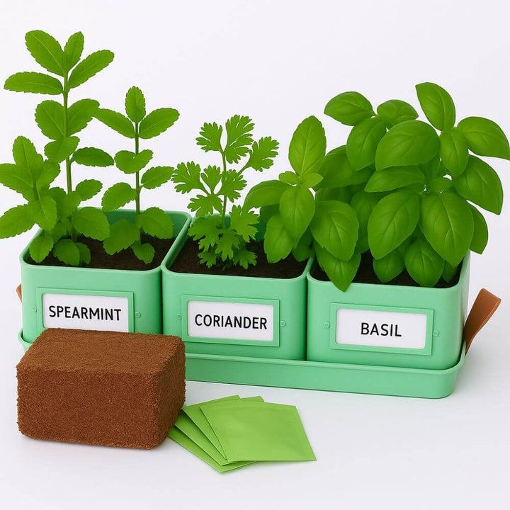 kitchen  pots with coir and seeds