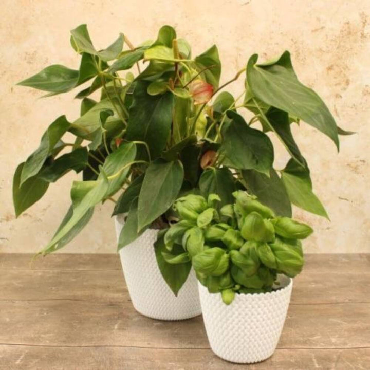 Two knitted fabric flowerpots in white, and black colors, displayed on a wooden surface with a textured background.