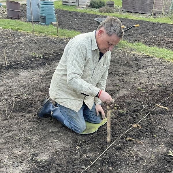 A person using a long handled wooden dibber in a garden setting to make planting holes.