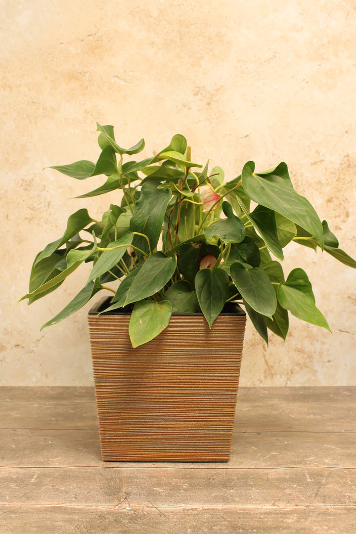natural coloured plant pot with plant in it
