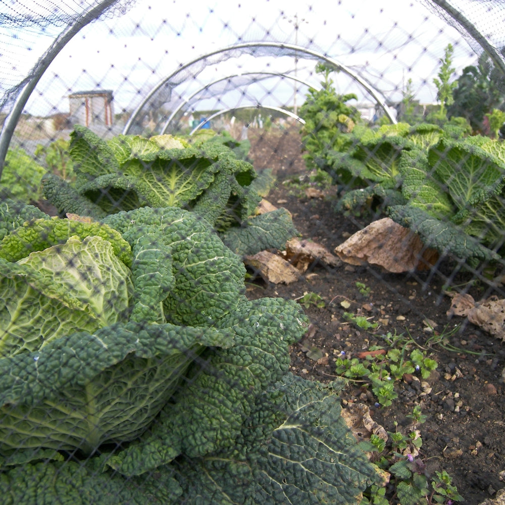 round-hoop-tunnels-close-up