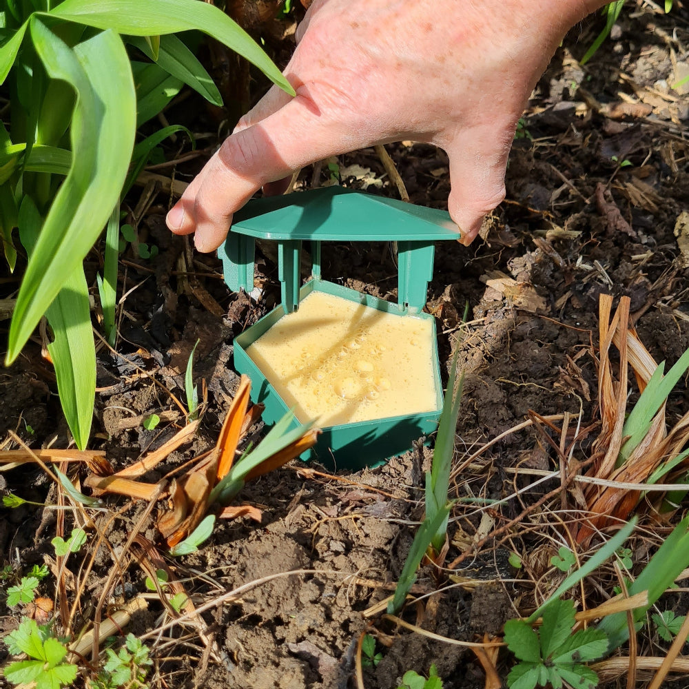 Hand placing a small green container with yellow substance into the ground among plants.