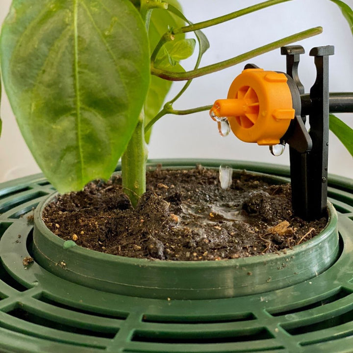 Potted plant with a small irrigation system on a white background