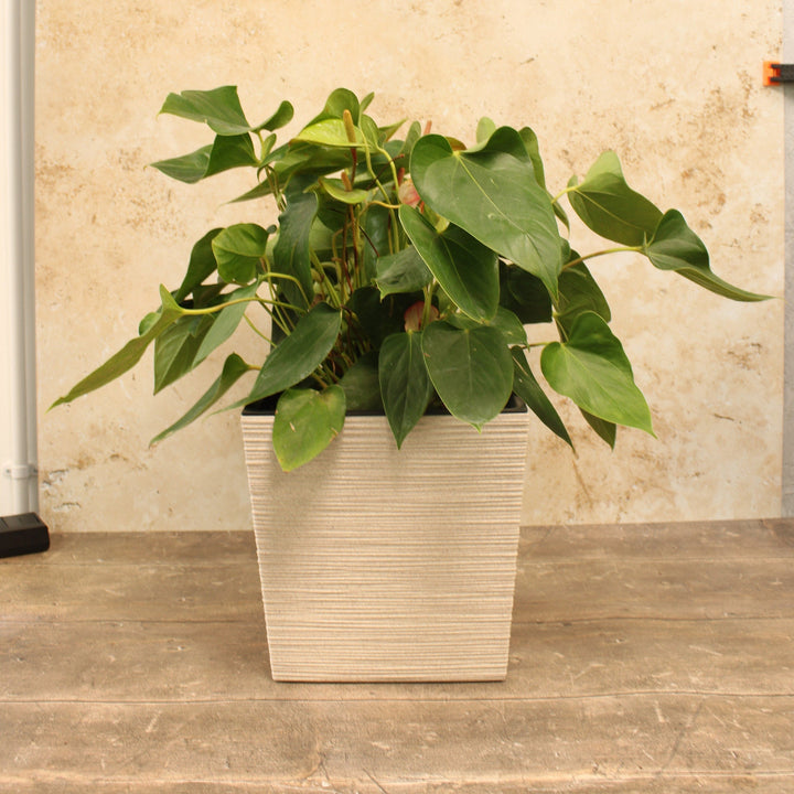 A square, recycled plastic plant pot with a neutral color, containing a green leafy plant. The pot is placed against a textured background.