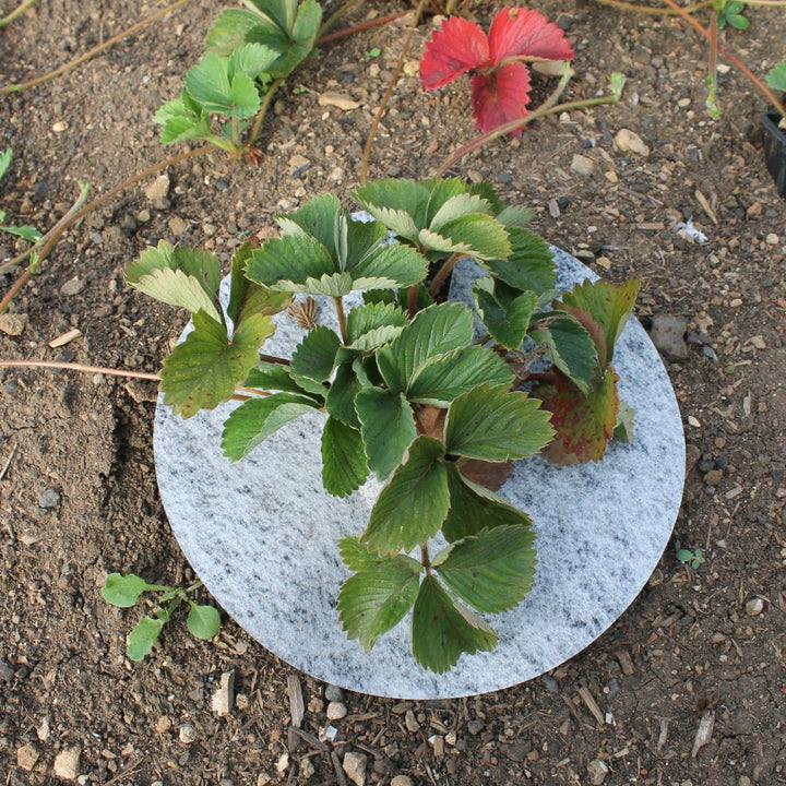 strawberry-mats-on-plants