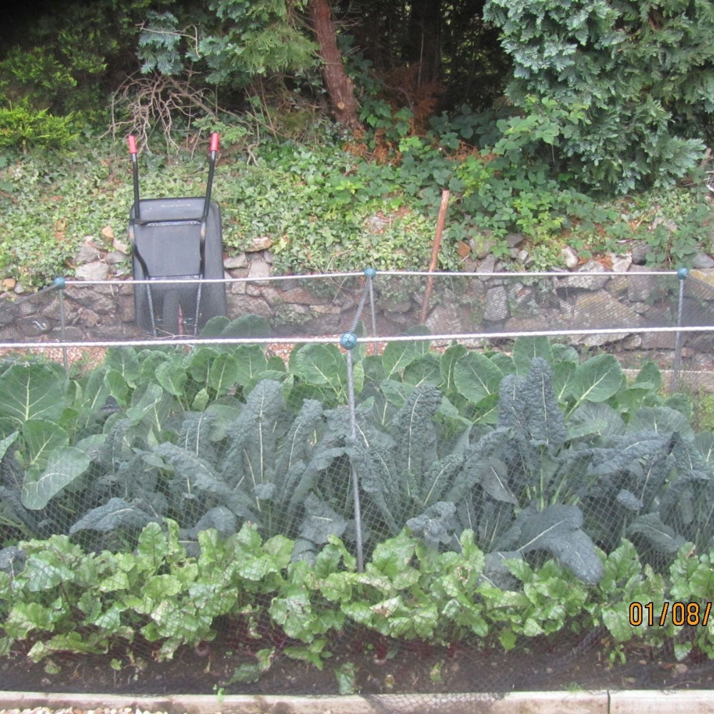 A low green cage with bird netting used for gardening, seen with plants inside.