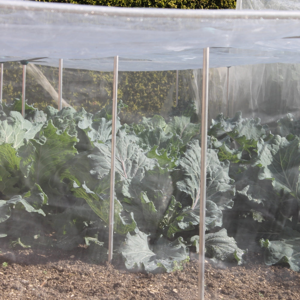 Inside a vegetable cage full of cabbage