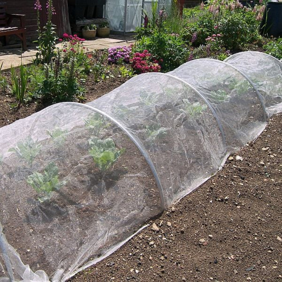 Aluminium hoops with insect mesh over cabbages.