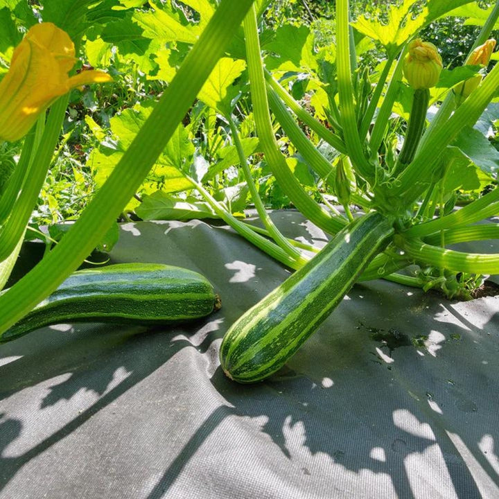 Weed Control Fabric