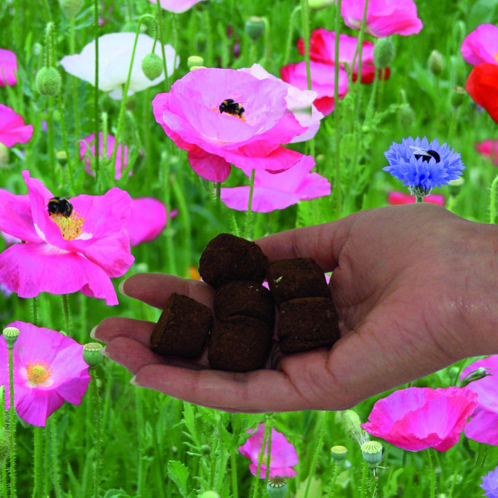 A hand in a field containing wild flower bombs